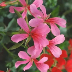 Geranium L.S. - La jardinière