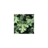 Geranium Odorant - Le pot diam 12 cm