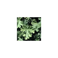 Geranium Odorant - Le pot diam 12 cm