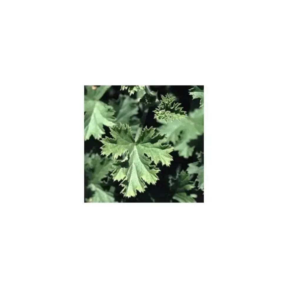 Geranium Odorant - Le pot diam 12 cm