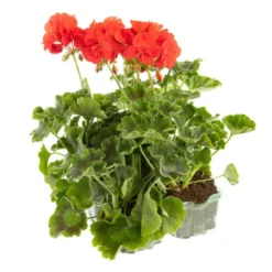 Geranium zonale - La barquette de 4 plants