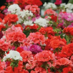Geranium zonale - La barquette de 4 plants