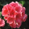 Geranium Zonal Label rouge - La jardinière