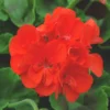 Geranium Zonal - Le pot de 2 litres