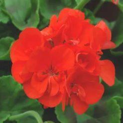 Geranium Zonal - Le pot de 2 litres