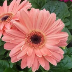 Gerbera Patio - Le pot de 5 litres