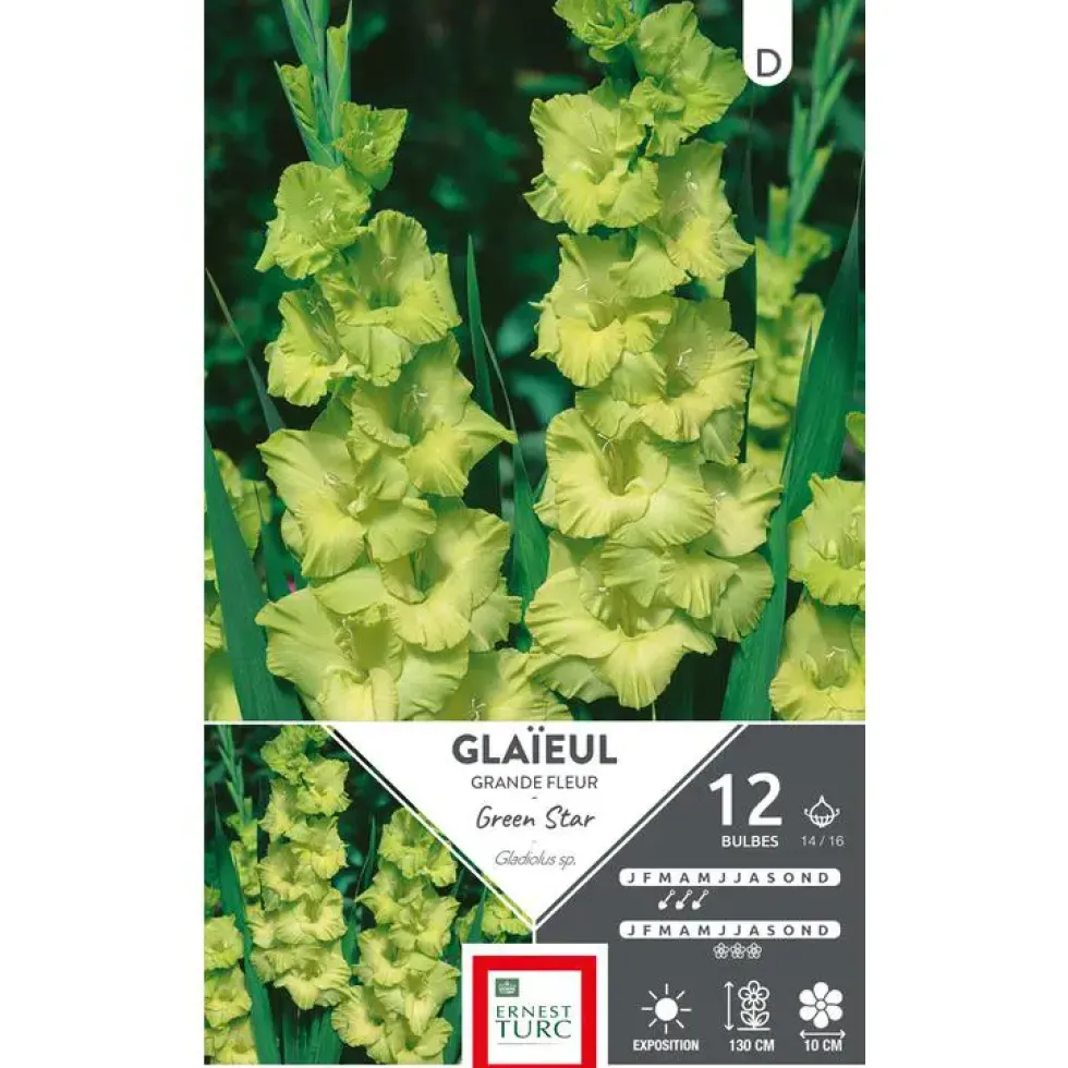 Glaïeul Green Star vert Ernest Turc - 12 bulbes