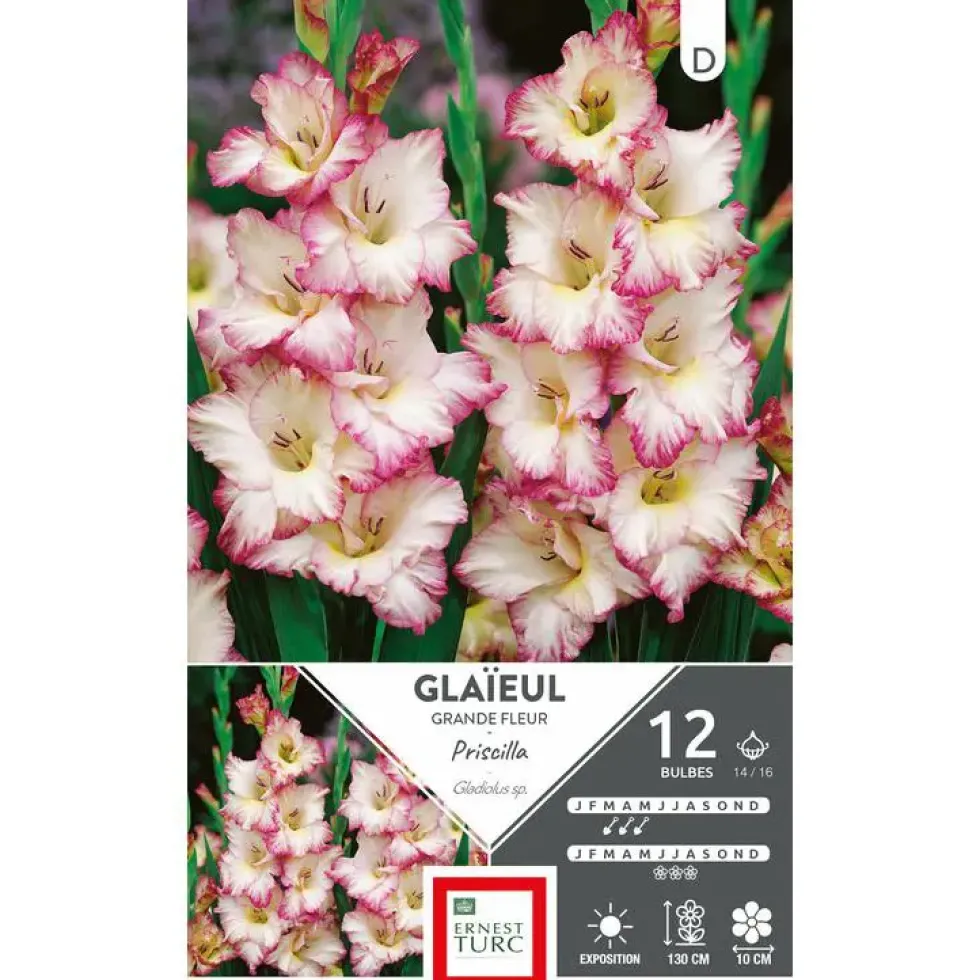Glaïeul Priscilla blanc bord rose Ernest Turc - 12 bulbes