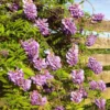 Glycine FRUTESCENS AMETHYST FALLS®. Le pot de 8 litres