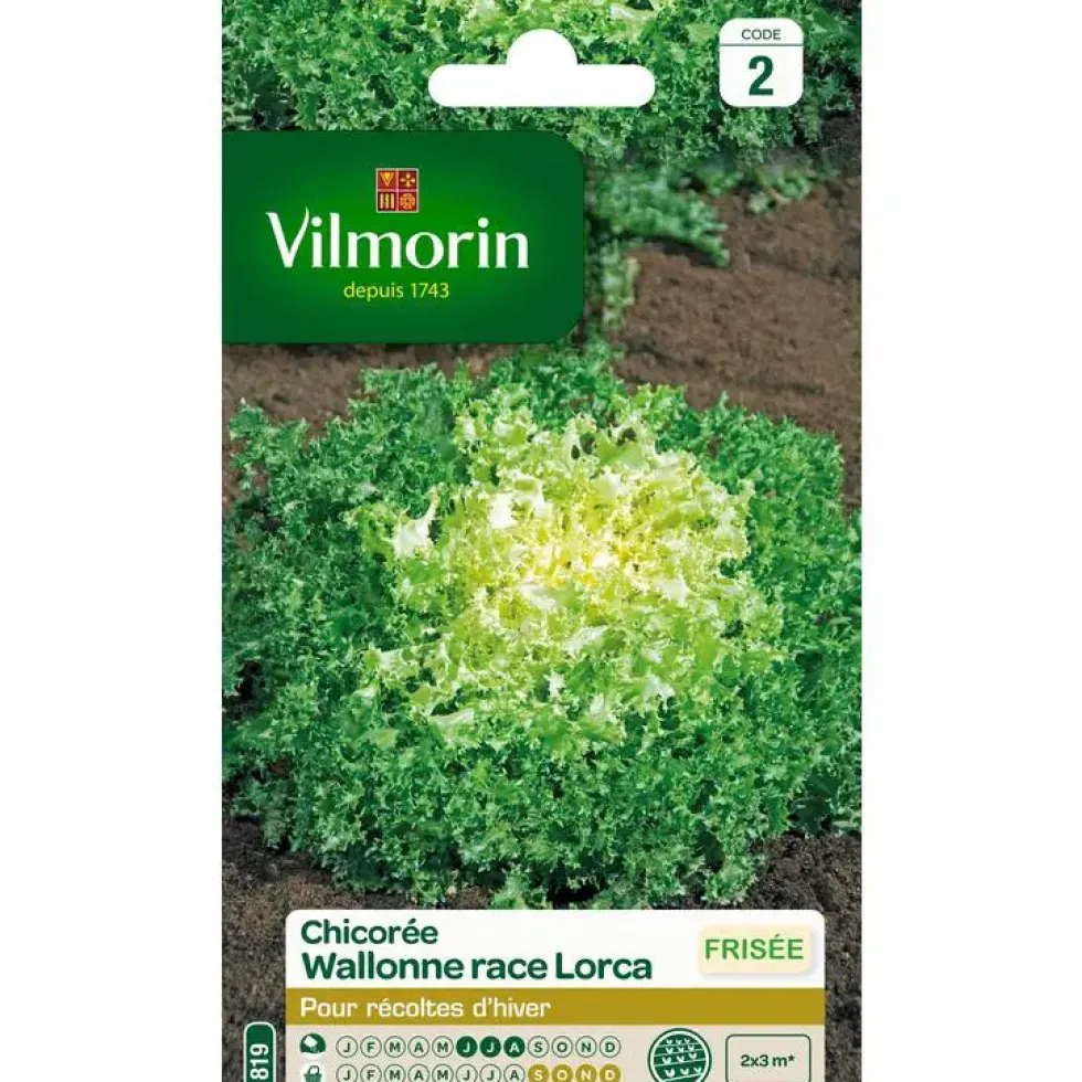 Graines de chicorée frisée wallonne race lorca Vilmorin - graines à semer