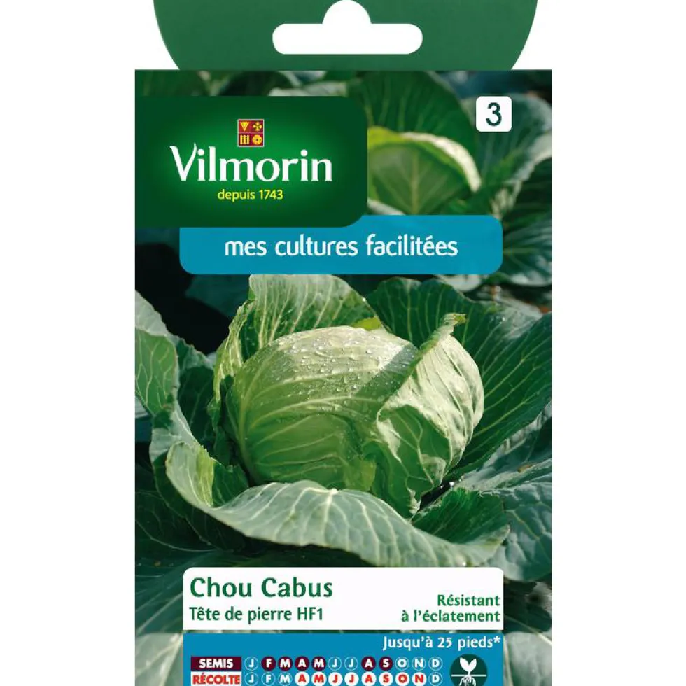 Graines de choux cabus tête de pierre HF1 Vilmorin - graines à semer