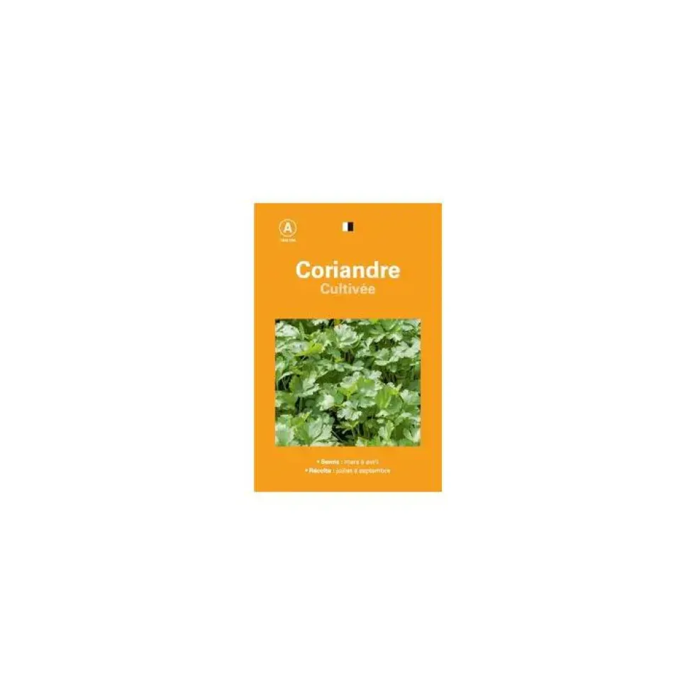 Graines de coraindre cultivée sélection premier prix - graines à semer