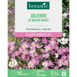 Graines de fleurs de Julienne de mahon variée botanic®