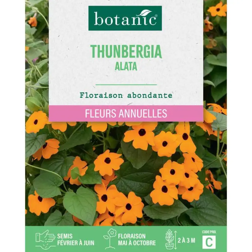 Graines de fleurs de Suzanneauxyeuxnoirs ou Thunbergia alata botanic®