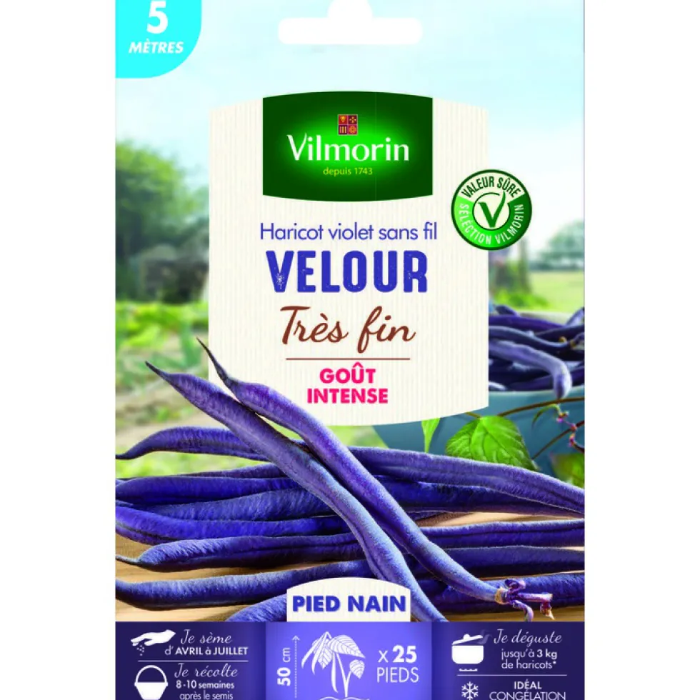 Graines de haricot nain Velour Vilmorin - graines à semer