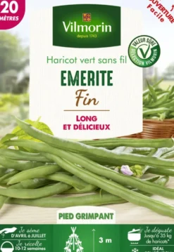 Graines de Haricot vert sans fil Emerite fin Vilmorin - graines à semer