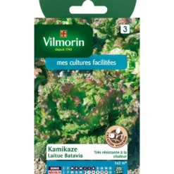 Graines de laitue batavia kamikaz Vilmorin - graines à semer