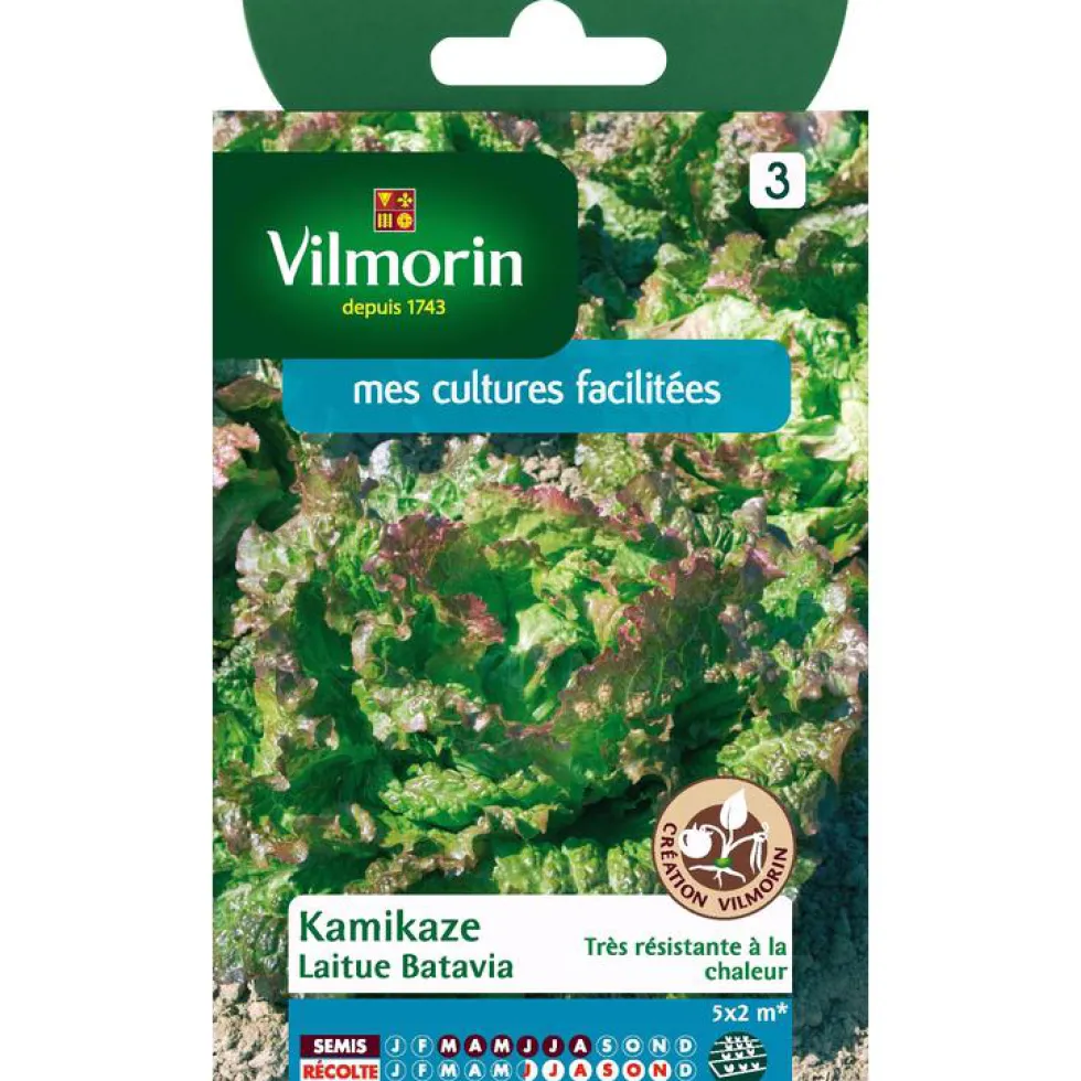 Graines de laitue batavia kamikaz Vilmorin - graines à semer