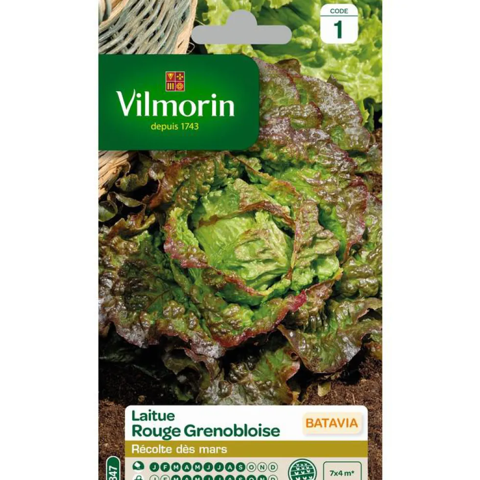 Graines de Laitue Batavia rouge grenobloise Vilmorin - graines à semer