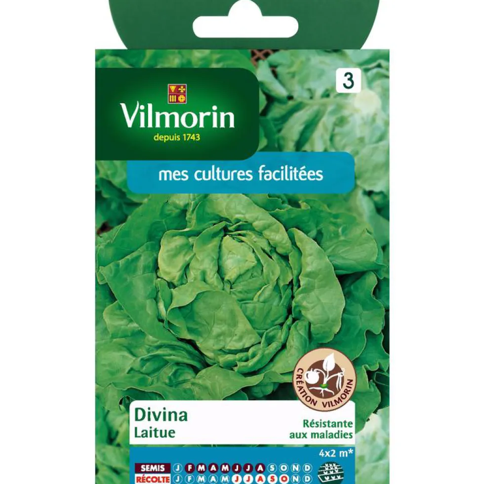 Graines de laitue divina Vilmorin - graines à semer