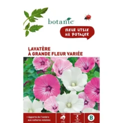 Graines de lavatère à grande fleur variée botanic® - graines à semer