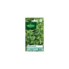 Graines de Menthe marocaine Vilmorin - graines à semer