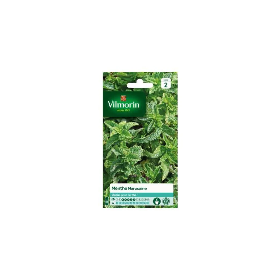 Graines de Menthe marocaine Vilmorin - graines à semer
