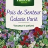Graines de Pois de senteur Galaxie varié Vilmorin - graines à semer