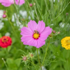 Graines Des fleurs pour les abeilles - sachet de 6 m²