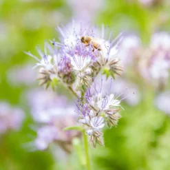 Graines Des fleurs pour les abeilles - sachet de 6 m²