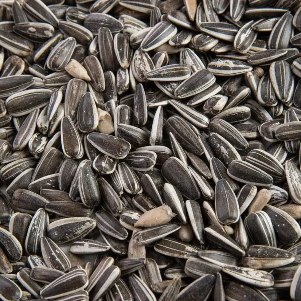 Graines de tournesol striées pour oiseaux Grain de Vie - 12 kg