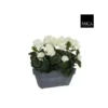 Géranium blanc plante artificielle en jardinière Slate grise 30x13x40 cm
