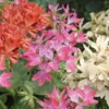 Géranium à fleurs étoilées multicolores - Le pot de 7,5 litres