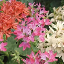 Géranium à fleurs étoilées multicolores - Le pot de 7,5 litres
