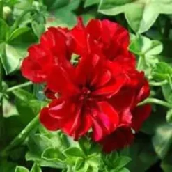 Géranium lierre à fleurs doubles - La suspension de 40 cm