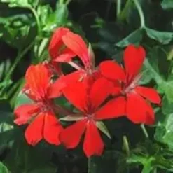 Géranium lierre à fleurs simples - Le sac à suspendre