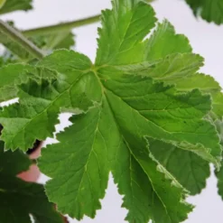 Géranium odorant au feuillage vert - Le pot Ø 13 cm