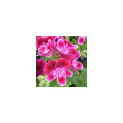 Géranium pensée à petites fleurs - La jardinière de 50 cm