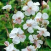 Géranium vivace ‘Biokovo’ - Le pot de 2 litres