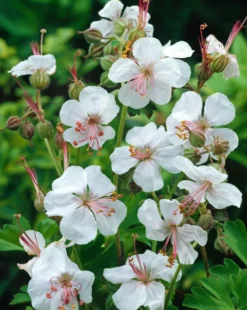 Géranium vivace ‘Biokovo’ - Le pot de 2 litres