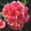 Géranium zonale - La coupe de 25 cm