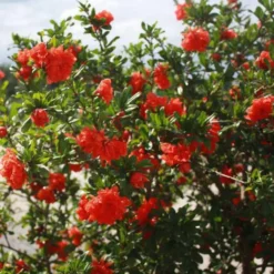 Grenadier à fleurs (Punica Granatum). Le pot de 70 litres