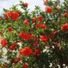 Grenadier à fleurs (Punica Granatum). Le pot de 25 litres