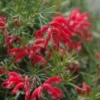 Grevillea tige – Pot de 4L