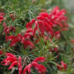 Grevillea tige – Pot de 4L