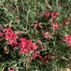Grevillea touffe. Le pot de 15 litres