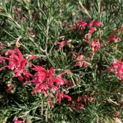 Grevillea touffe. Le pot de 15 litres