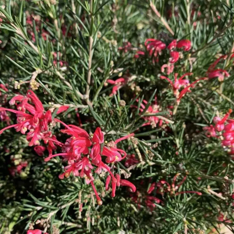Grevillea touffe. Le pot de 15 litres
