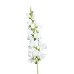 Gueule de loup artificielle blanche - 81 cm