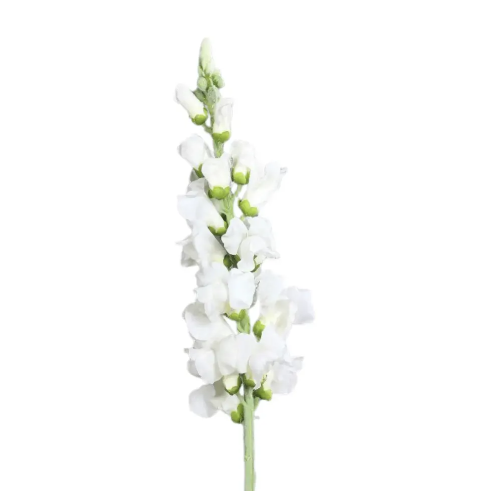 Gueule de loup artificielle blanche - 81 cm